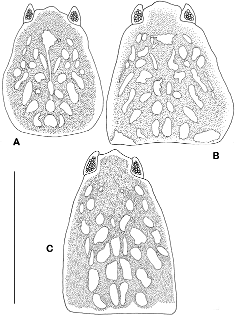 sm3878fig4.jpg