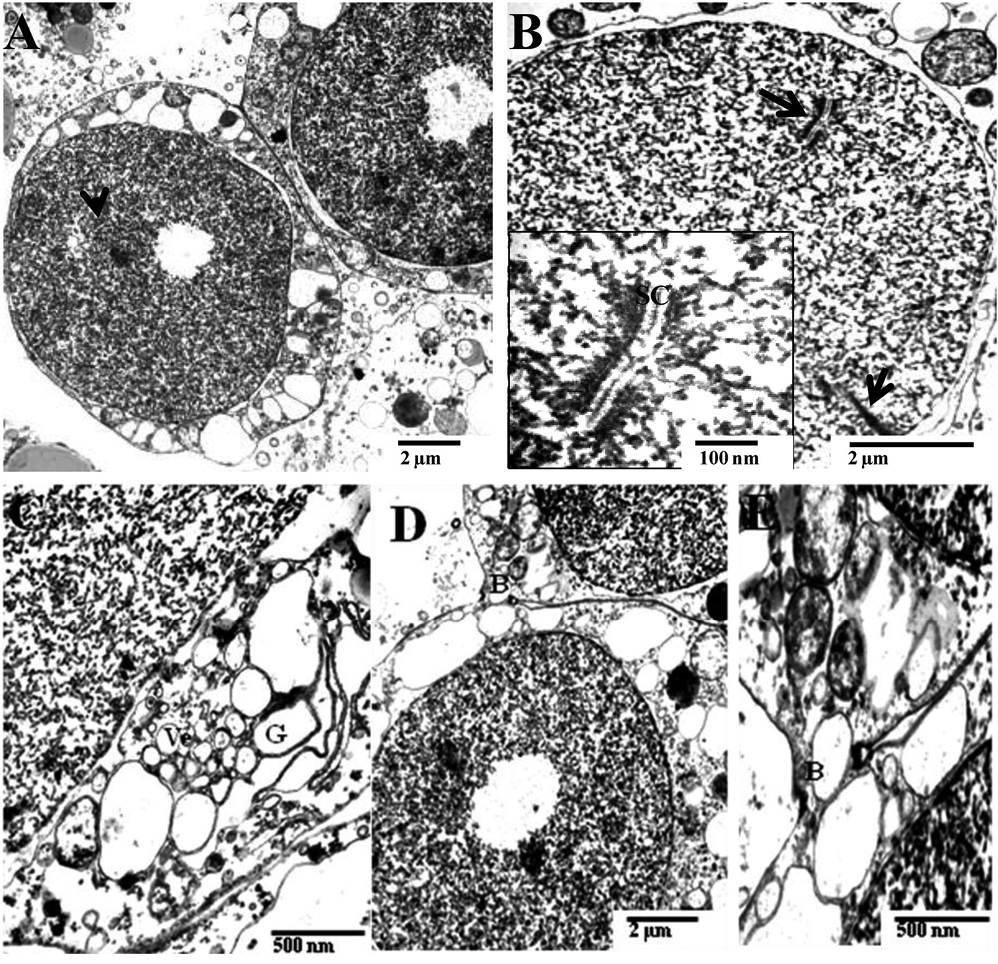 sm3863Fig4.jpg