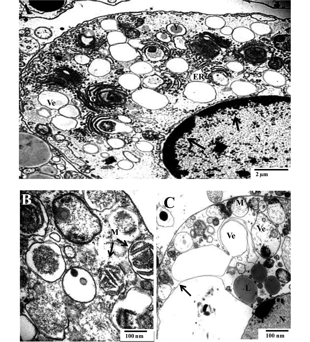 sm3863Fig5.jpg