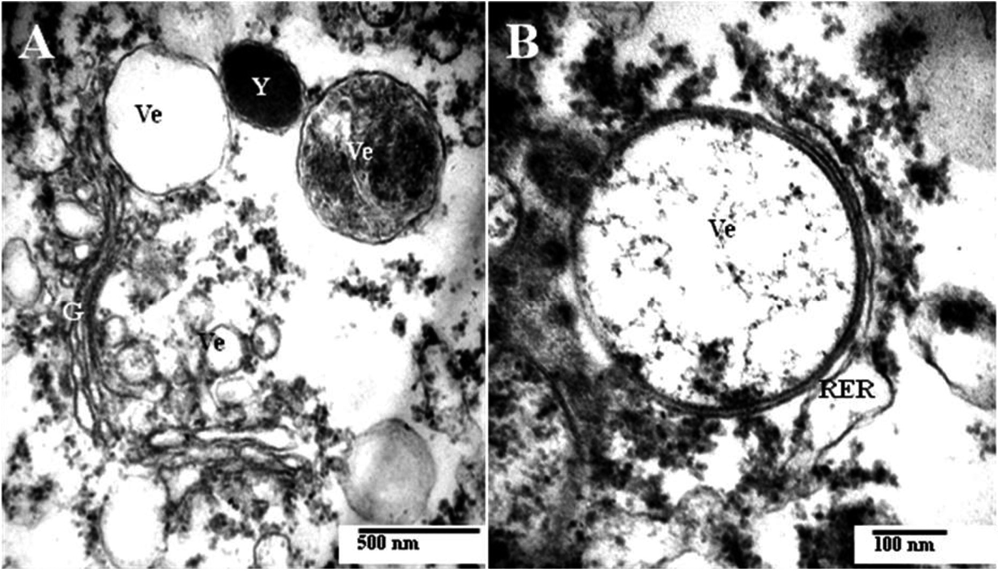 sm3863Fig6.jpg