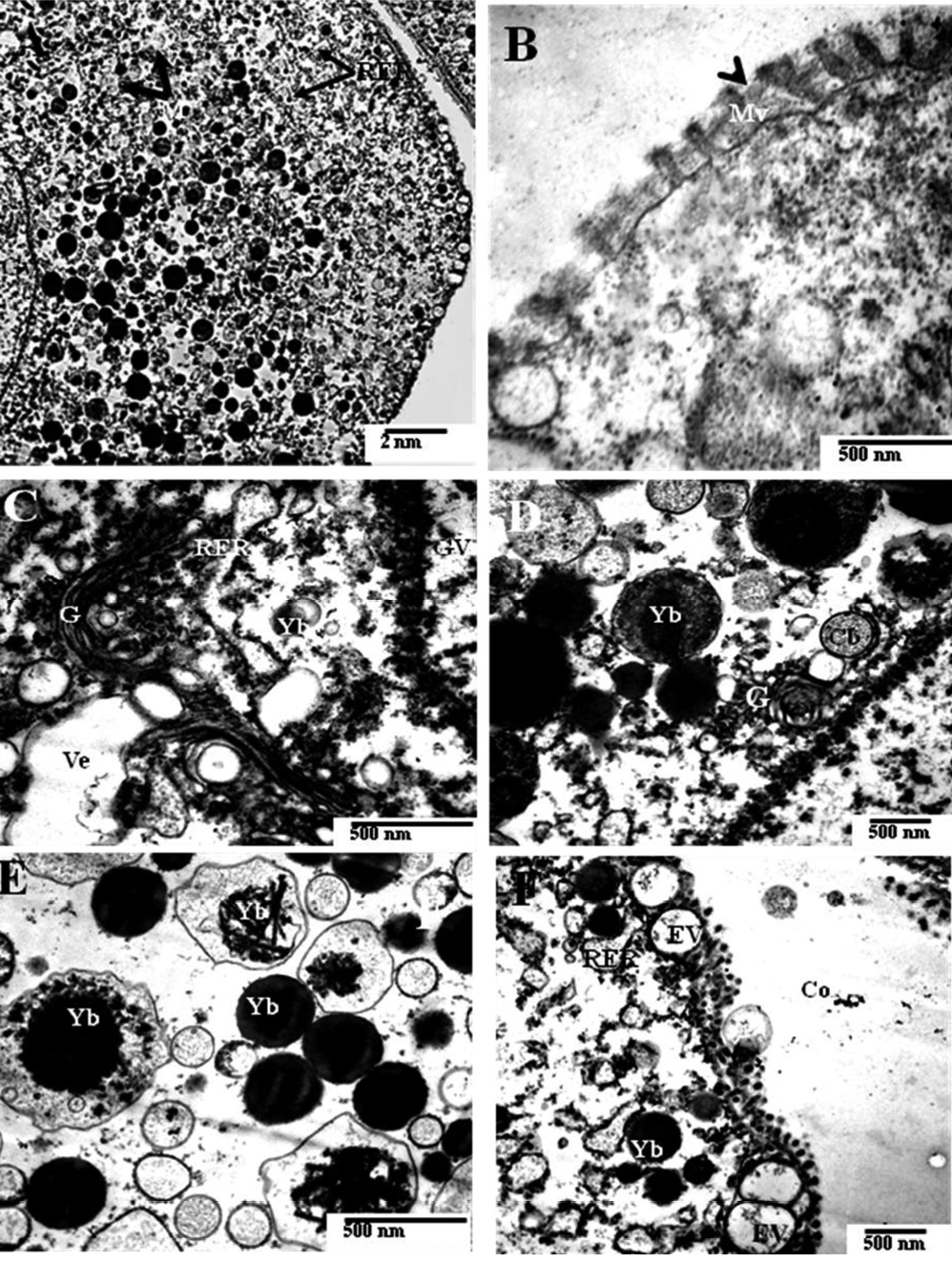 sm3863Fig8.jpg