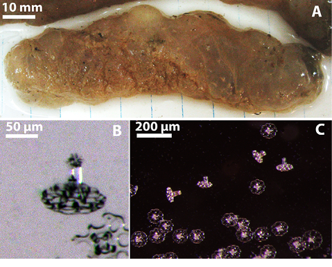sm3983fig7.jpg