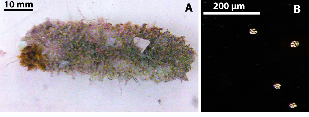 sm3983fig9.jpg