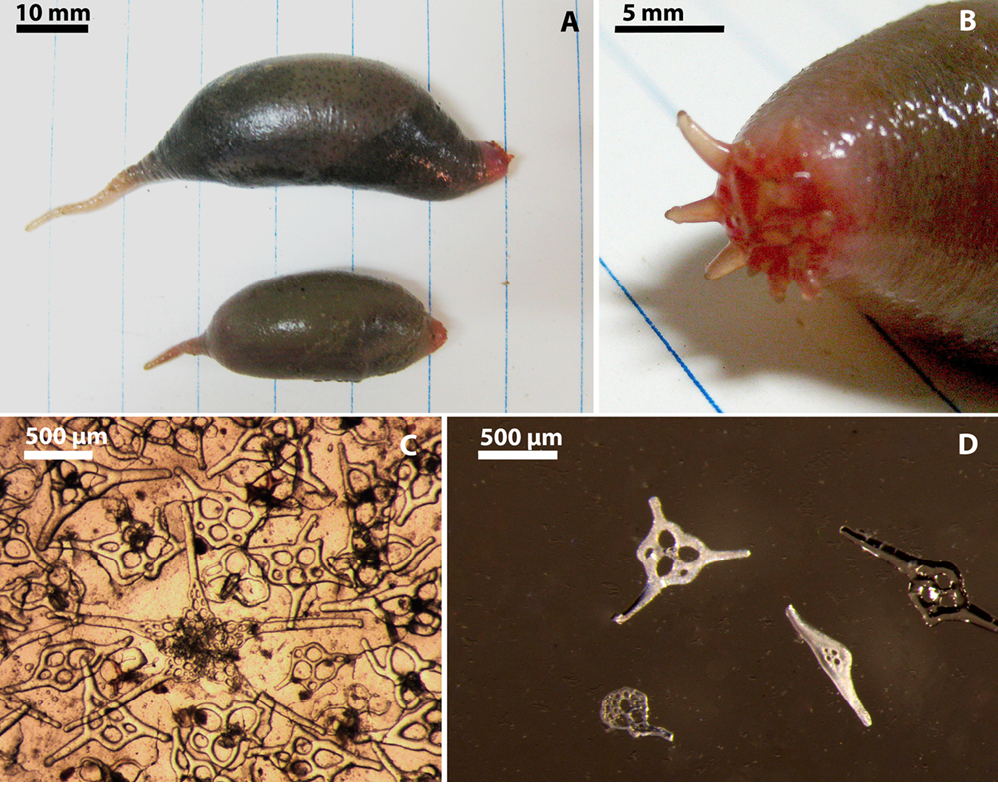 sm3983fig10.jpg