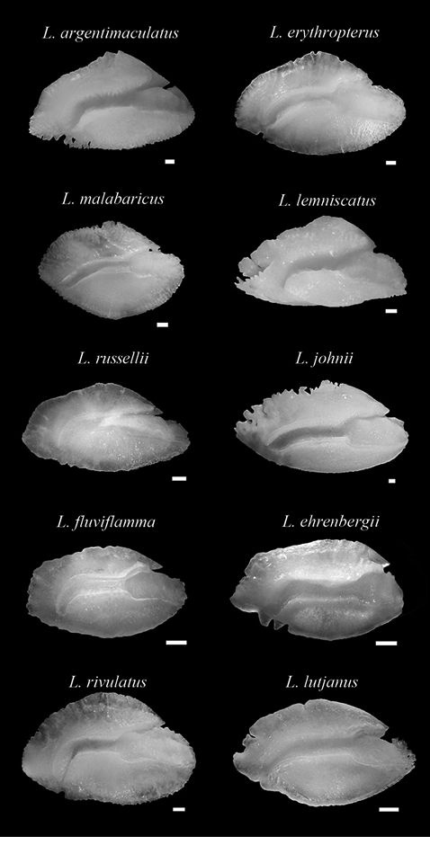 sm3982fig2.jpg