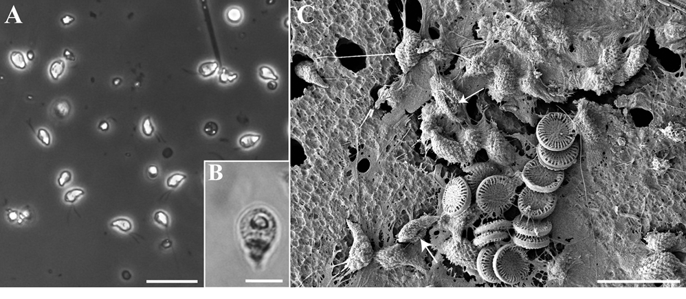 sm3998fig7.jpg
