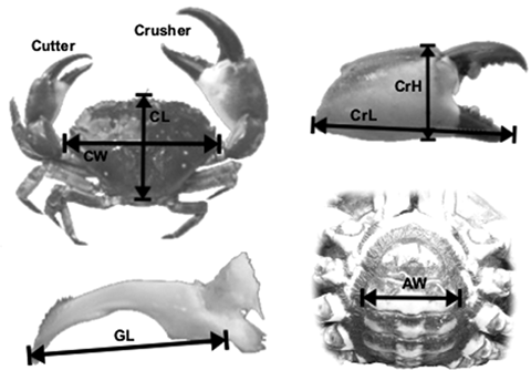 sm4108fig2.jpg