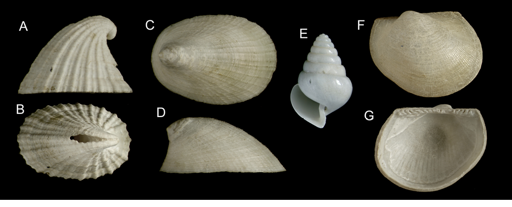 sm4097fig5.jpg