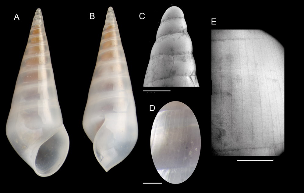 sm4097fig6.jpg