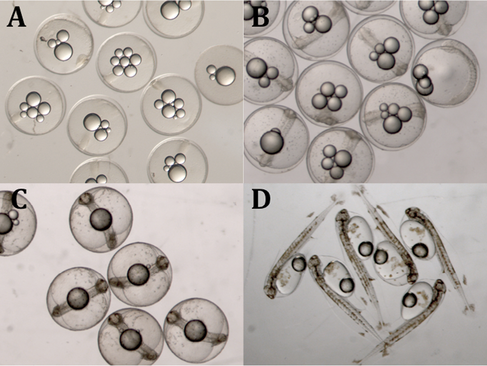 sm4091fig1.jpg