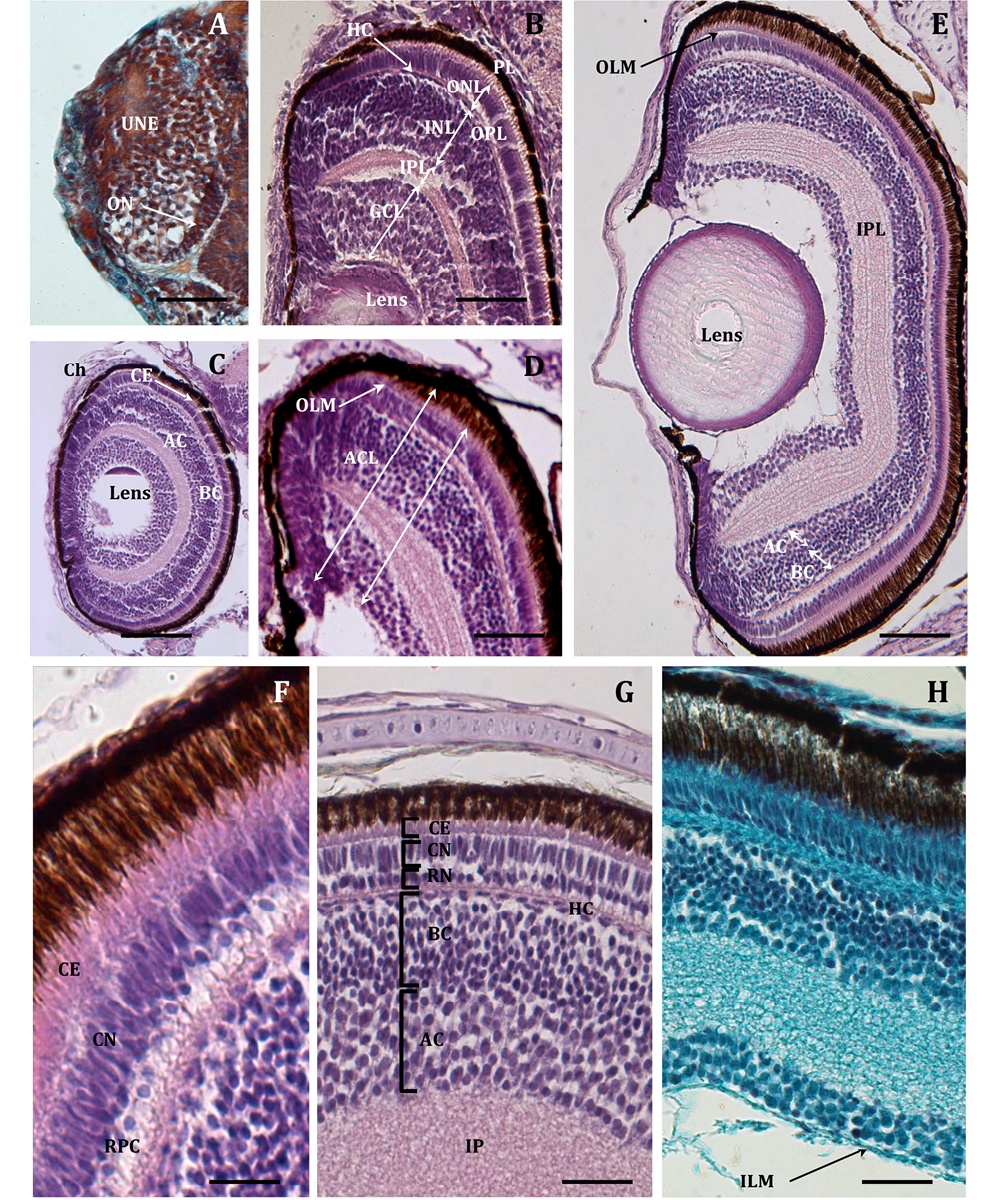 sm4091fig9.jpg