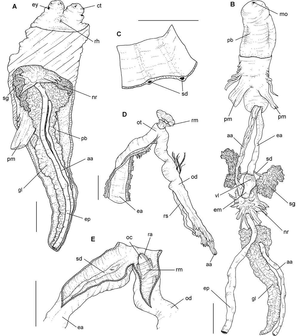 sm4144fig3.jpg
