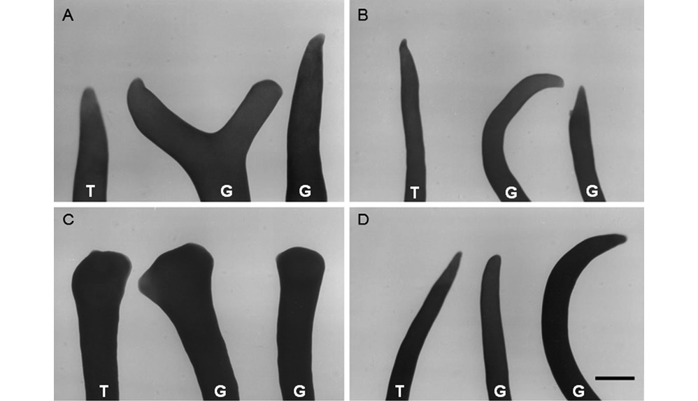sm4049fig2.jpg