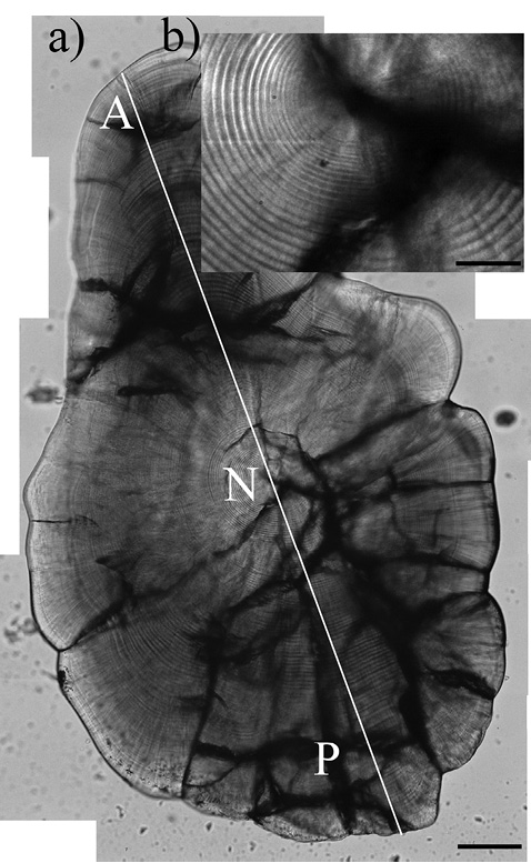 sm4143fig1.jpg