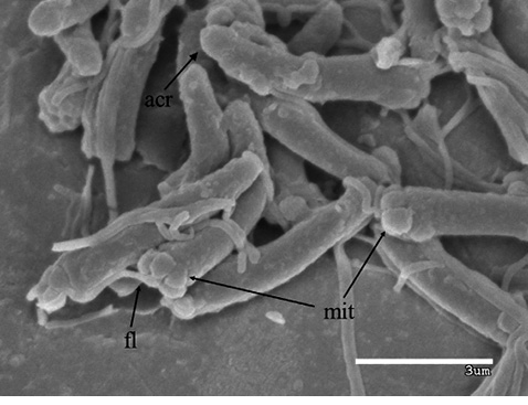 sm4155fig5.jpg