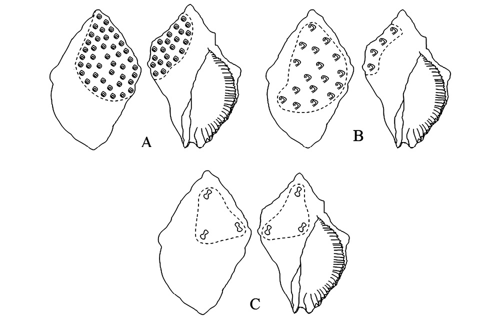 sm4151fig3.jpg