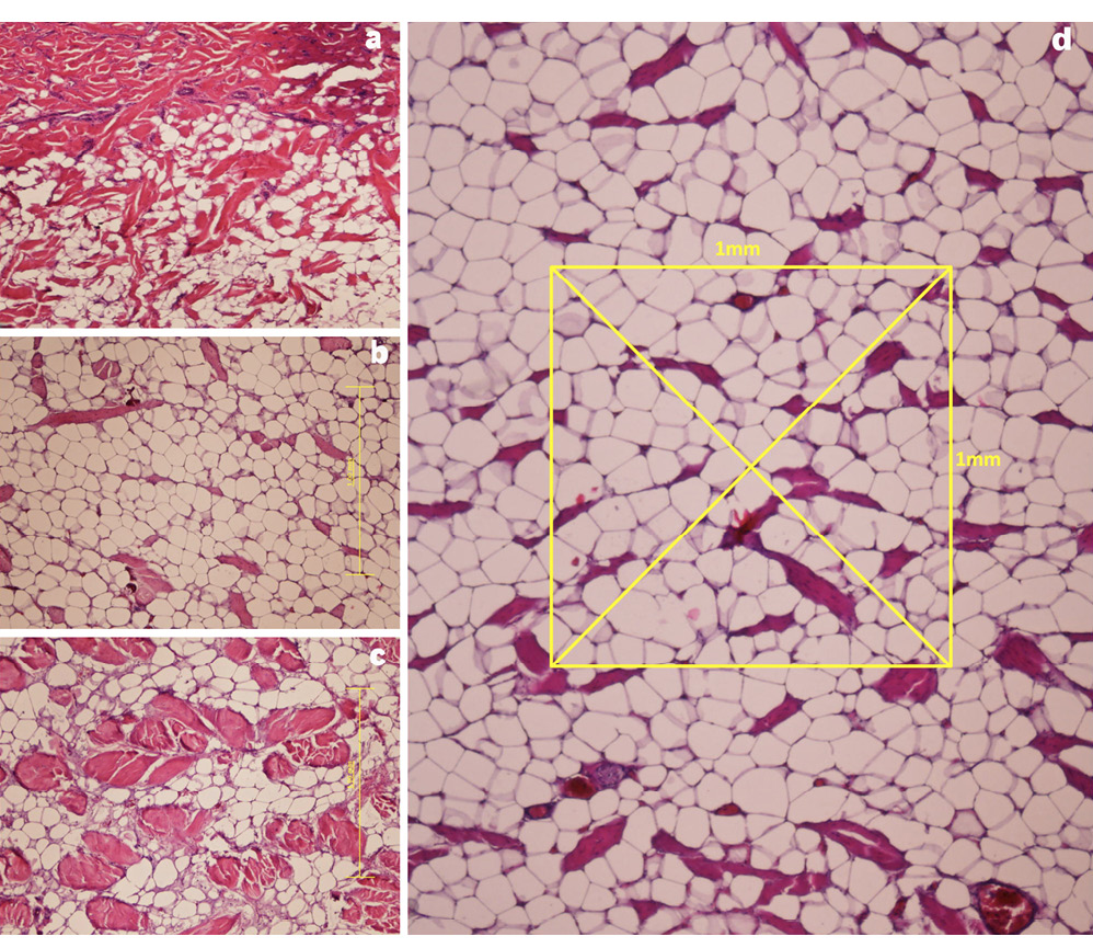 sm4093fig2.jpg