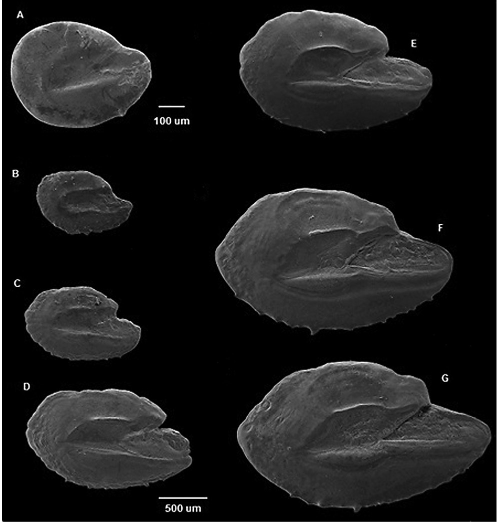 sm4218fig3.jpg