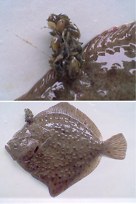 sm4324fig8.jpg