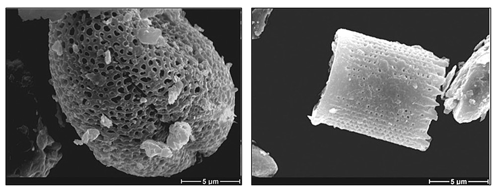 sm4344fig5.jpg