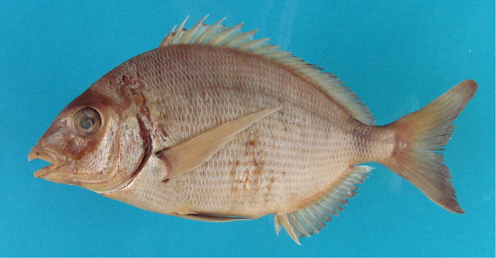 sm4414fig3.jpg