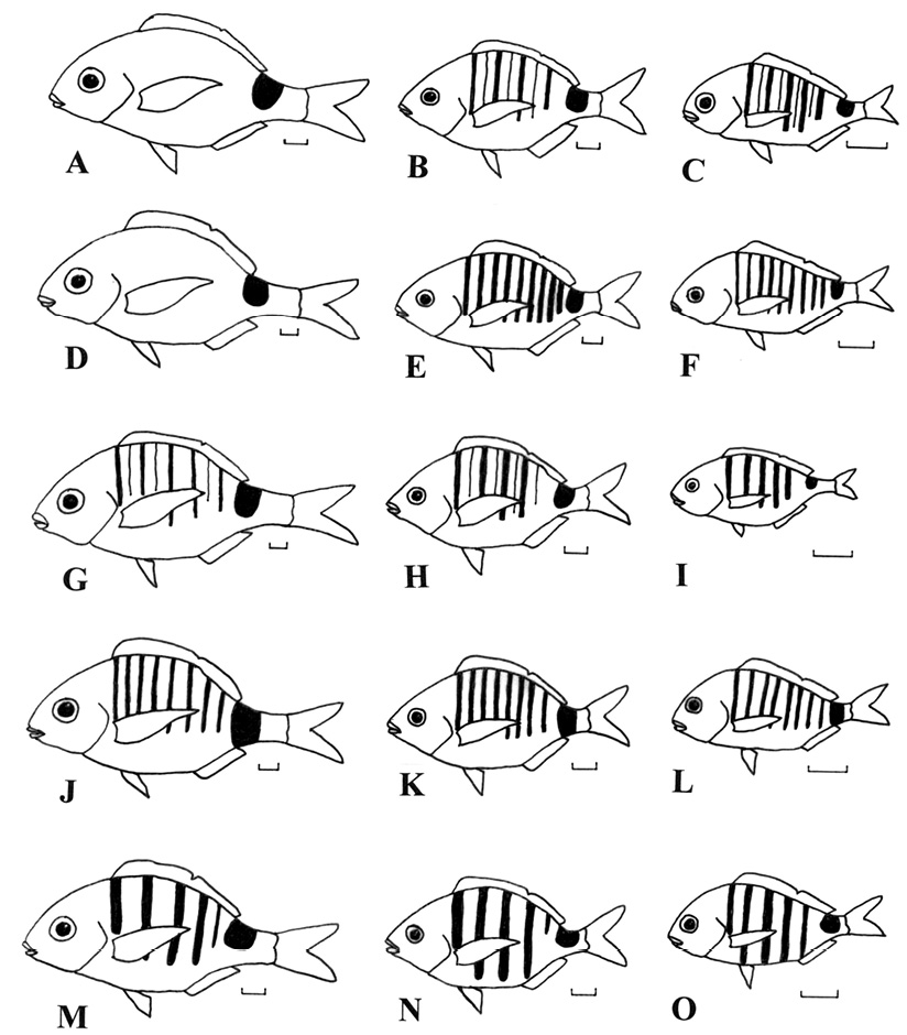 sm4414fig7.jpg