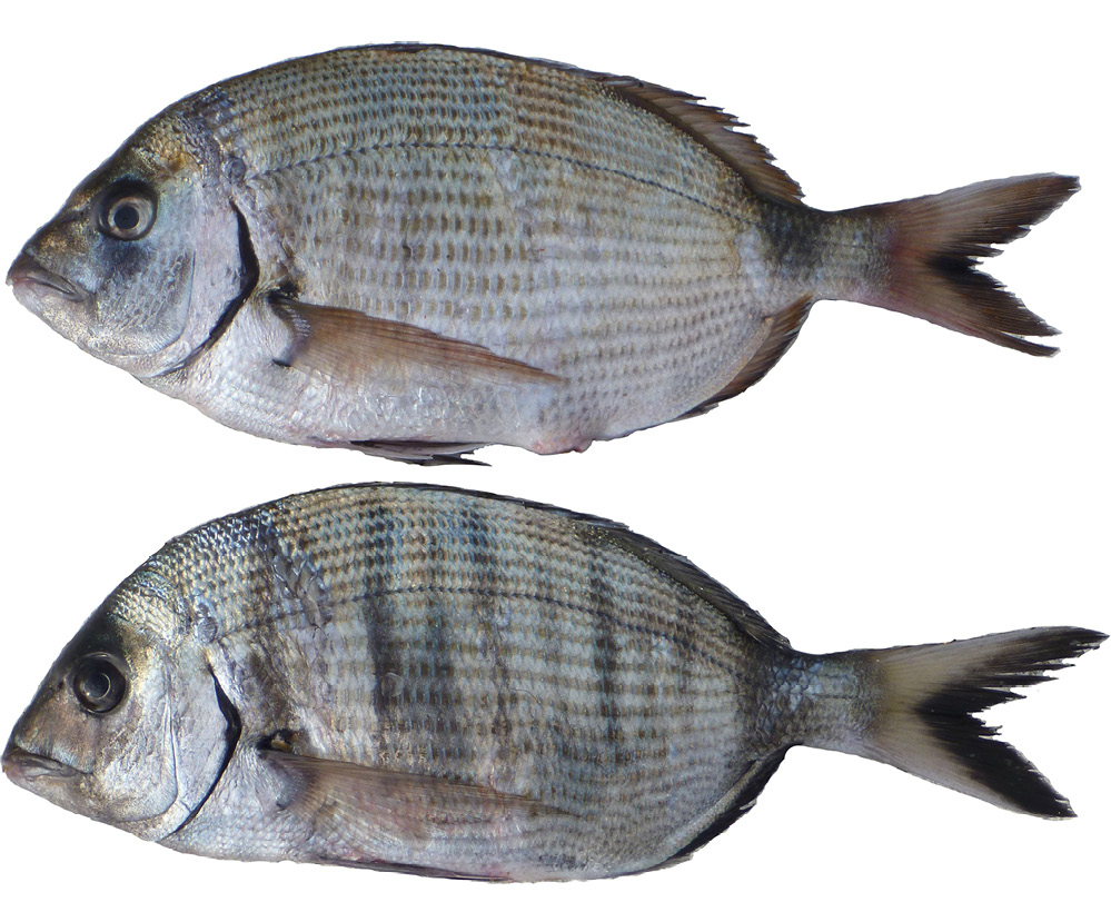 sm4414fig8.jpg