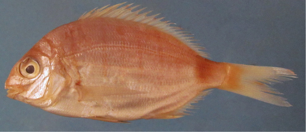sm4414fig11.jpg