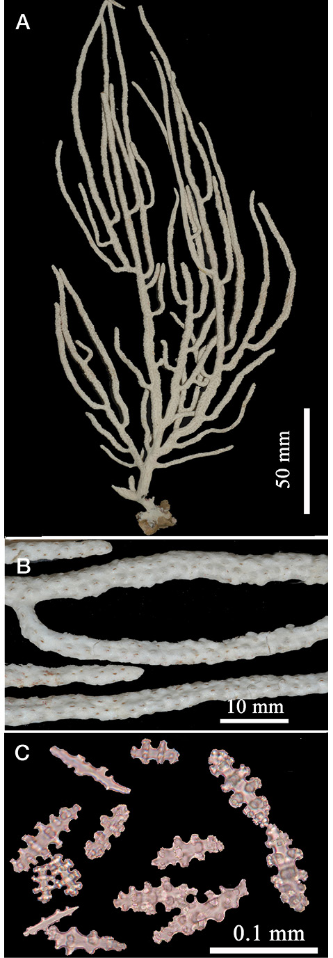 sm4392fig2.jpg