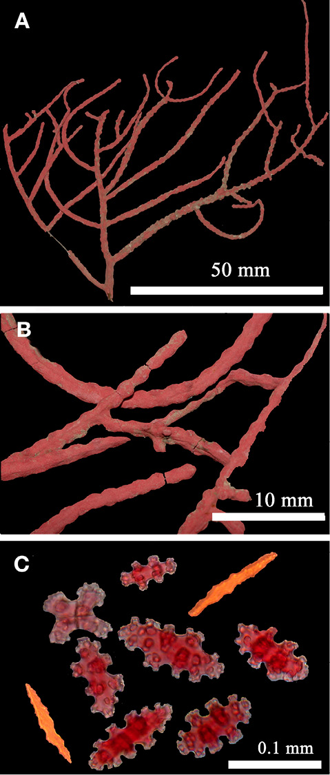 sm4392fig4.jpg