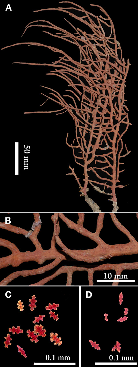 sm4392fig6.jpg