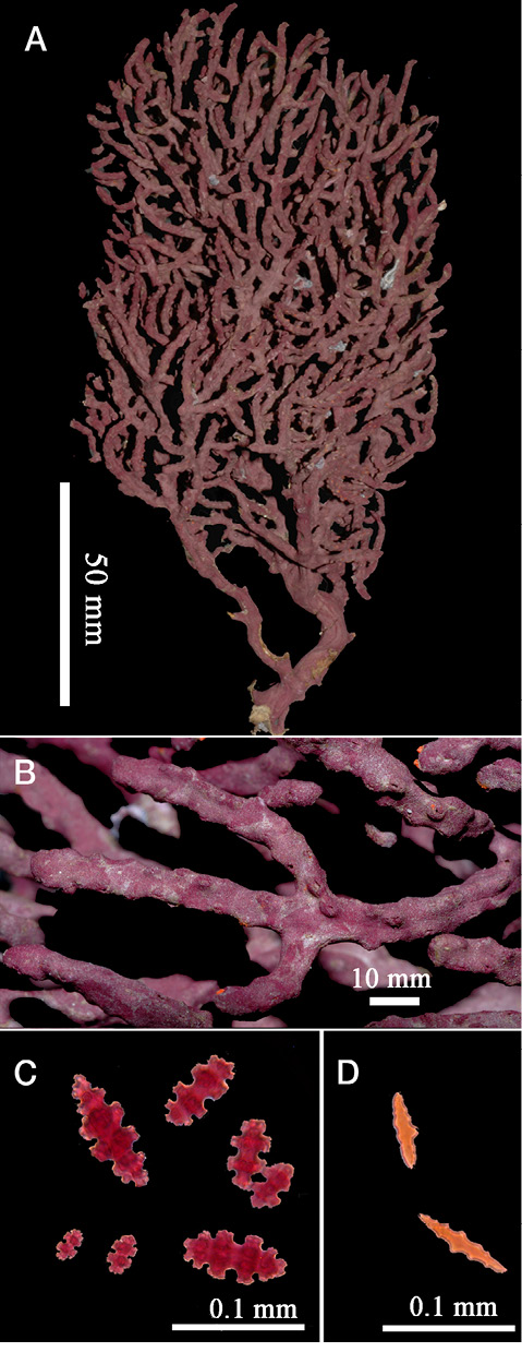 sm4392fig8.jpg