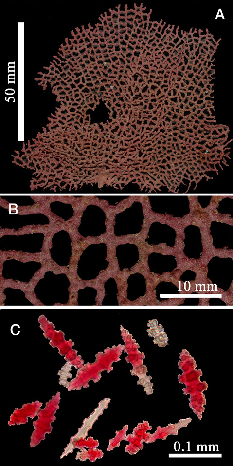 sm4392fig10.jpg