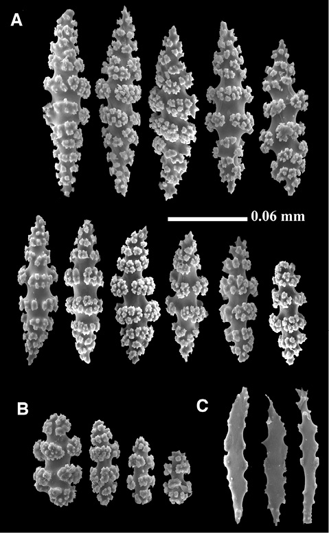 sm4392fig11.jpg