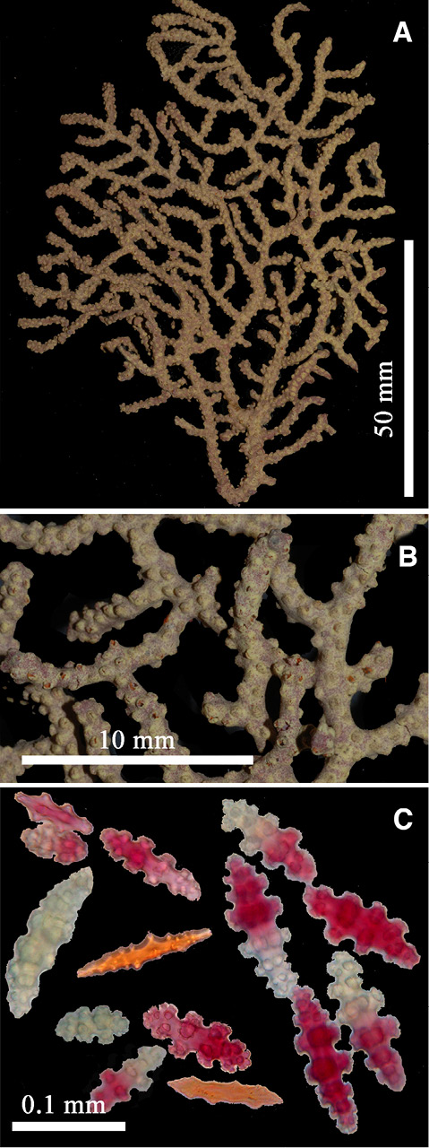 sm4392fig12.jpg