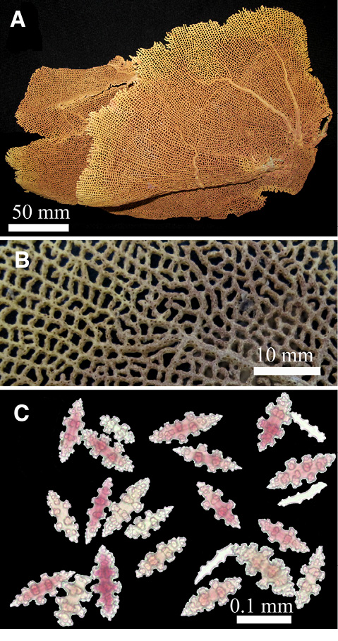 sm4392fig14.jpg