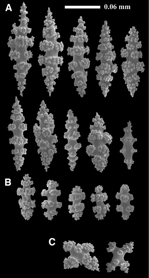 sm4392fig15.jpg
