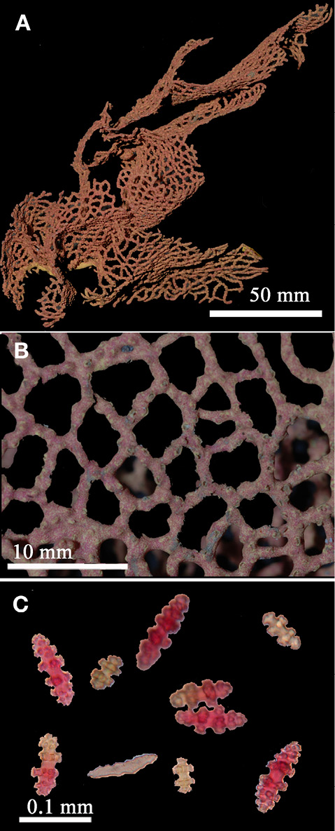 sm4392fig19.jpg