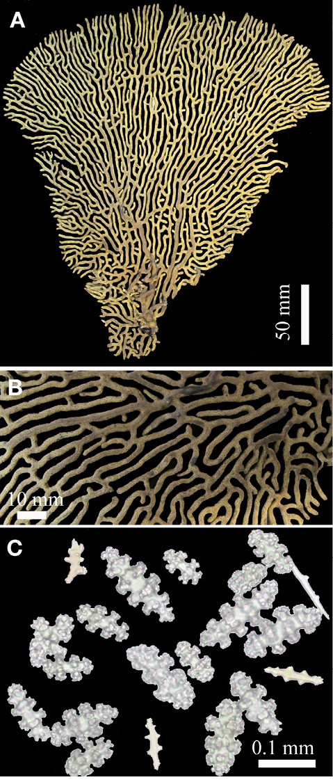 sm4392fig21.jpg