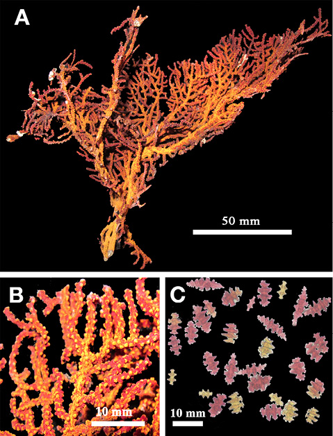 sm4392fig23.jpg