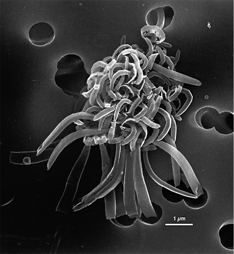sm4520fig1.jpg