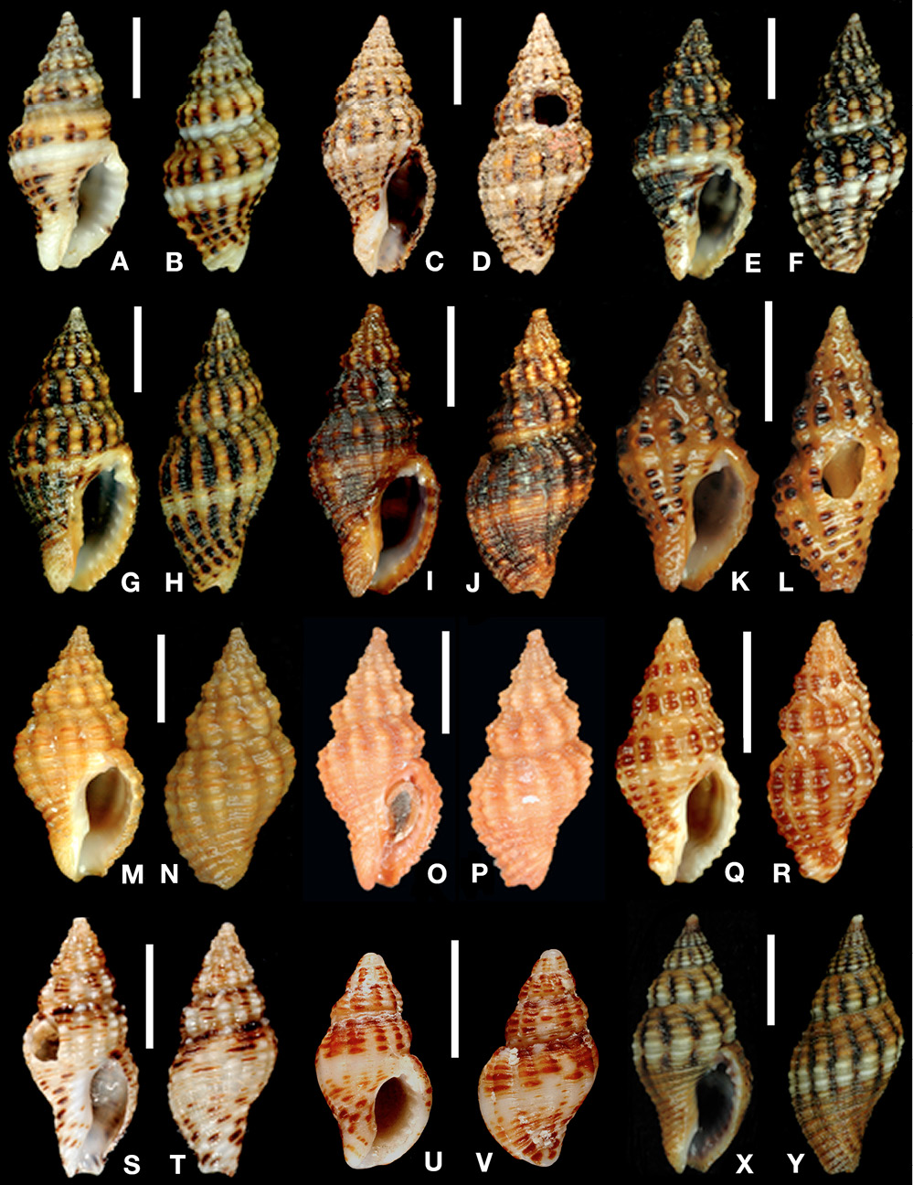 sm4422fig3.jpg