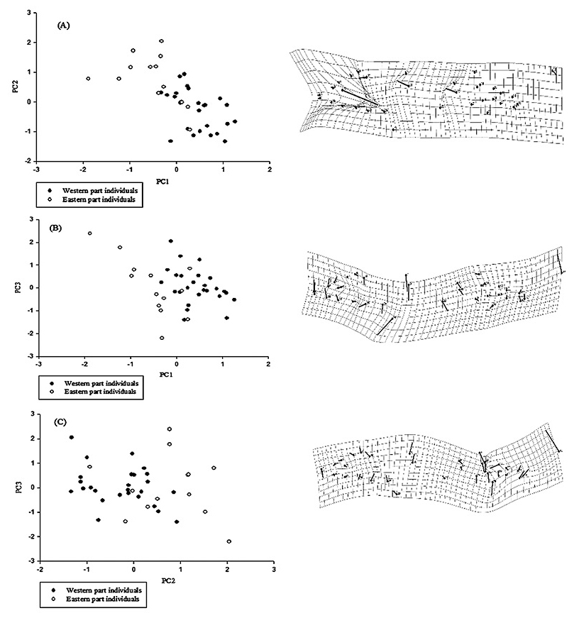 sm4487fig3.jpg