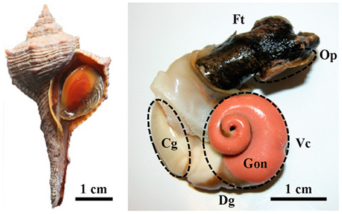 sm4508fig2.jpg