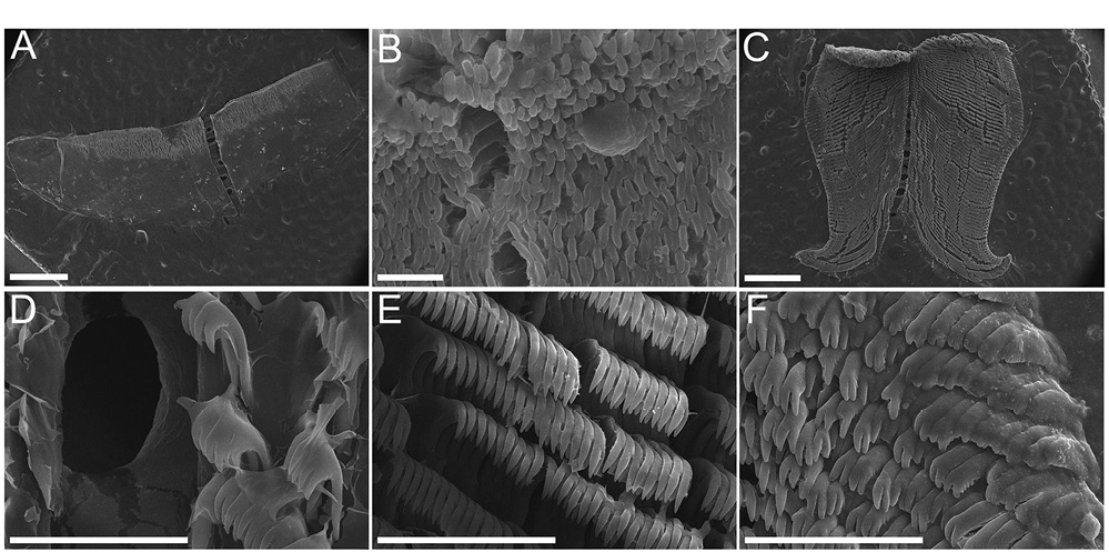 sm4594fig3.jpg