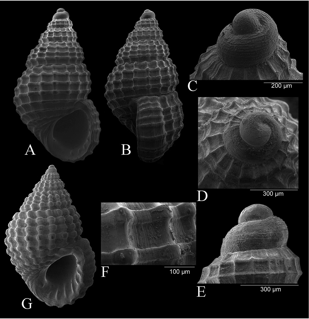 sm4556fig6.jpg
