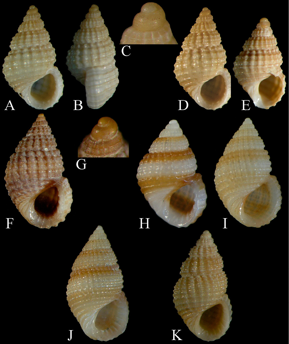 sm4556fig7.jpg