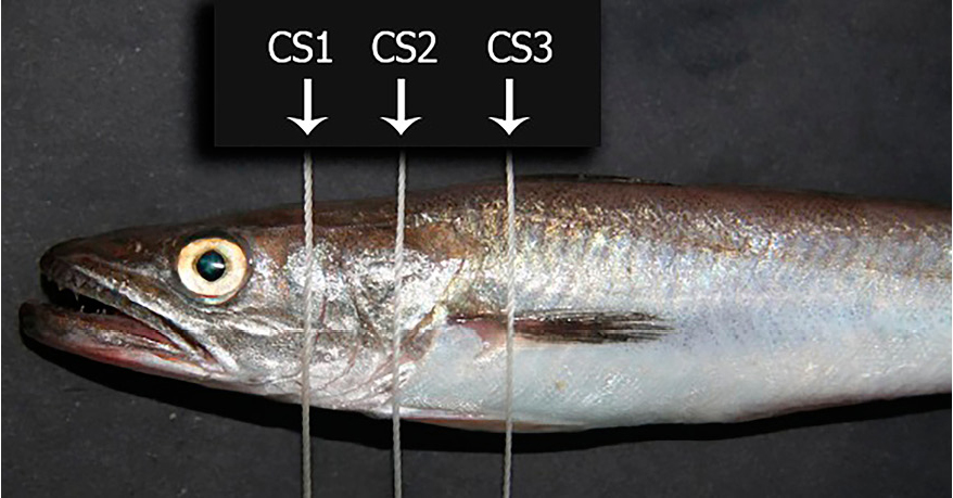 figure1
