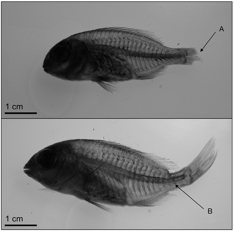 figure2