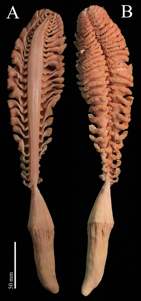 figure4